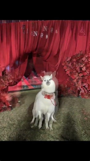 Alpacas Dance to the Beat: Unleash Your Inner Dancer