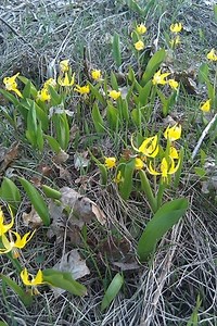 Backyard Botany Links and Units