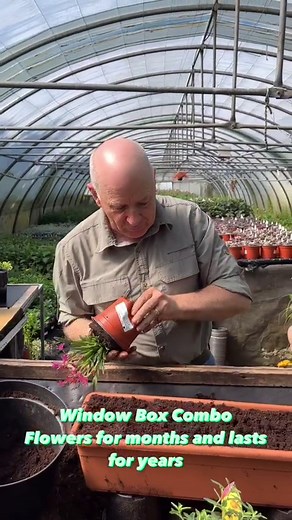 22K views · 372 reactions | Window Box Combo that flowers for months and lasts for years. All planted in Swell Well Compost for best results. Lewesia “Little Raspberry “ Rock Rose Ben Fhada . Planting time is from now, available in webshop https://pergolanurseries.ecwid.com ALL IRELAND DELIVERY Pergola Nurseries Garden Corner, Virginia,Co Cavan A gardeners oasis of quality plants Open Tuesday to Saturday 10.30-6 Open Sundays 2-6 | Pergola Nurseries Garden Corner | Facebook