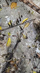 1.2K reactions · 124 comments | Hard clam #followerseveryonehighlights #fbreelsfypシ゚viralvideo #islandslifeisthebestlife #quintinaburiasisland | Maricel Lipaopao Jabagat | Facebook