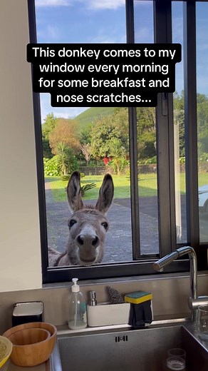 Donkey from Shrek - Best Friends Moment