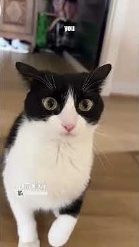 Excuse me Sir😂😂 #funny #reels #trending #viral #cat #cuteanimals #voiceover