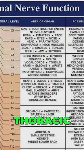 Unlock Your Spine: A Quick Guide to Spinal Nerve Function!