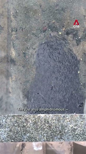 Mysterious catfish cluster in Canberra Street canal explained