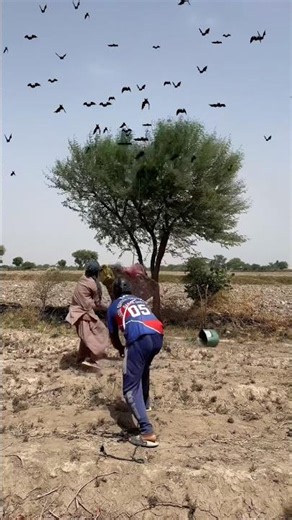 Forest 🌳 Hunter on the nest 🪹 ravens 🐦‍⬛ wao🇺🇸😱#hunting #farming #humor #viralvideo