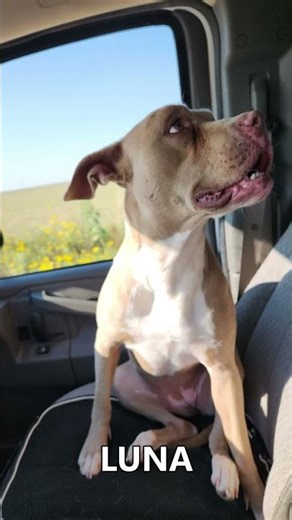 Holiday Dog Resort 2025 Review