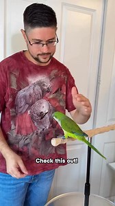 1.7K views · 26 reactions | The Quaker Parrot now enjoys laying in hands for cuddles and affection. It’s not about the treats any more. #quaker #quakerparrot #monkparakeet #parakeets #parakeetsofinstagram #parrot #parrots #parrotsofinstagram #parrotsofig #pets #pet #petsofinstagram #petsofig #companionparrot #animals #animalsofig #animalsofinstagram #bird #birds #birdsofig #birdsofinstagram #parakeet #conure | Michael Sazhin | Facebook