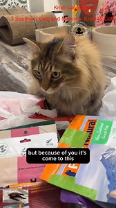 Broken promises _R #3southern #tiktok #cats #love #viralreels | 3 Southern Cats and Momma - Kristi Cates | Facebook