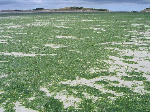 Définition | Marée verte : qu'est-ce que c'est ? | Futura planète