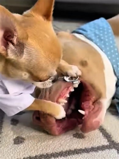 Animal funny moment 😂 Chihuahua and Pitbull most interesting funny video 🤣😂 #chihuahua #funnypets #funnydog #funnydog #animalfunny