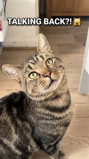 When your cat clearly wants to win the argument 😀 #tomthecat #cat #geniusmoments #funny