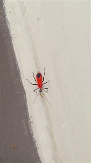 Milkweed Assassin Bug: Si Pembunuh Berdarah Dingin (Ada yang tau nama lokalnya? )