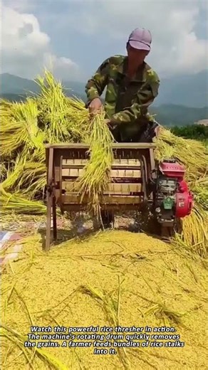 Amazing Rice Threshing Machine Speeds Up Work