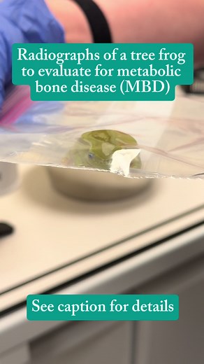 Screening for Metabolic Bone Disease in Tree Frogs