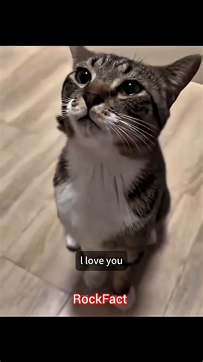 cats speaking English 😱#viral #rockfacts #cat