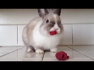 Animals Eating Human Food Compilation