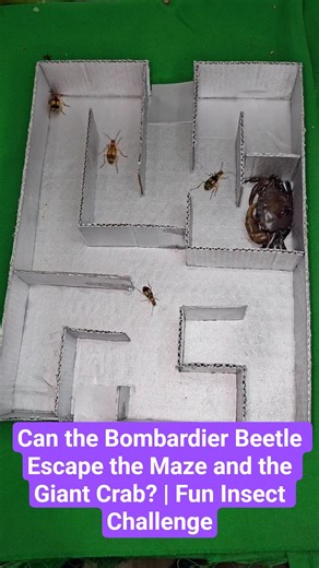 Can the Bombardier Beetle Escape the Maze and the Giant Crab? | Fun Insect Challenge 🦀🪲