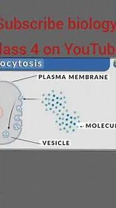what is animal like protists What are PROTOZOANS? Animal Like Protists (Protozoa) Lecture – Biology
