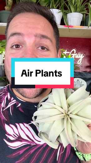 Discover the Fascinating World of Air Plants