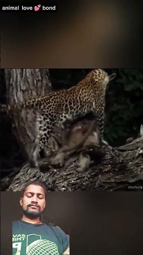 #facts #animals #wildlife #leopard #funny