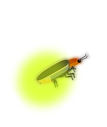 Mouse anti Luciferase (Firefly)
