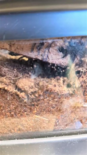 Boutique Woof Meow on Instagram: "What are you more afraid of.... Scorpion 🦂 Spider 🕷️ Let me know in the comments please! #scorpion #spider #fluorescent #nature"