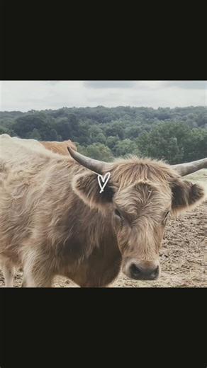 #cows#love cows #fyp# farm