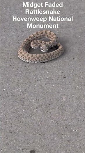 Midget Faded Rattlesnake at Hovenweep! 🐍