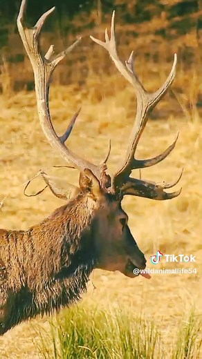 Captivating Moments with Bucks in Nature