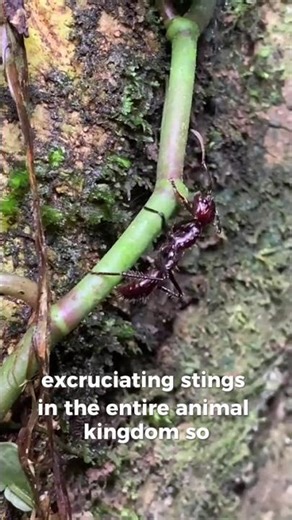 The Ant With the Most Painful Sting on Earth