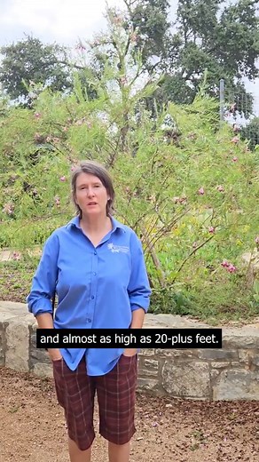 5.1K views · 164 reactions | Desert willow (Chilopsis linearis)...