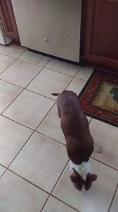 150K views · 10K reactions | Libre's new favorite toy : the ice cube machine  | Speranza Animal Rescue | Facebook