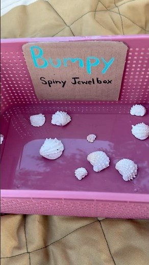 #Sorting Shells by Texture Attributes for Kindergarten and Preschool