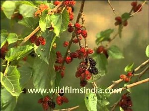 Mulberry or Shahtoot Tree