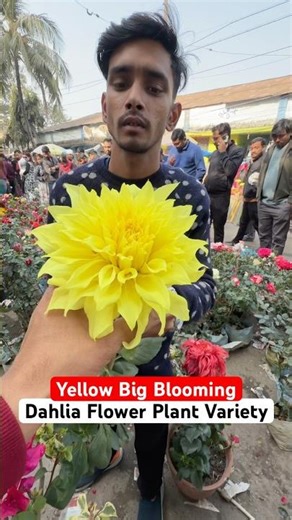 HEART STEALER! ❤️🌻 This Huge Sun-Like Dahlia is Absolutely Gorgeous! #shorts