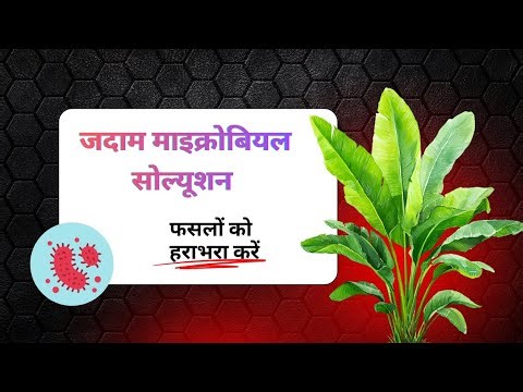 JADAM Microbial Solution बनाने का आसान तरीका | जैविक खेती का रहस्य