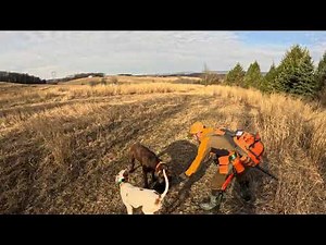 Fun but warm 55 degree pheasant and chukar preserve hunt with two friends and their pointing dogs!