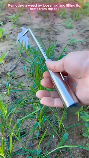 🌱🛠️ Four-Prong Manual Weeder for Removing Deep-Rooted Weeds