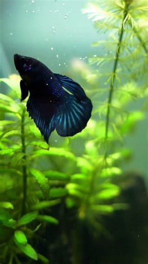 Midnight Black Betta 🖤✨ | Elegant Nature Tank #shorts