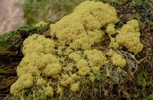 Watch 'dog vomit slime mould' pulsate in this viral video - The Weather Network