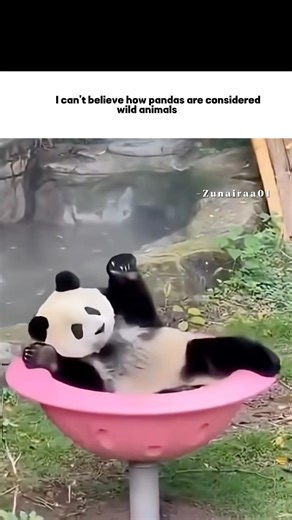 They are so chaotic and cute😭 #shortsfeed #pandas #reels #trending