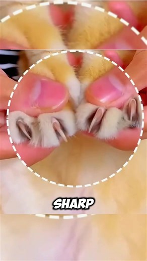 Why Cat Claws Stay Razor Sharp Even They Scratching😳 #cat