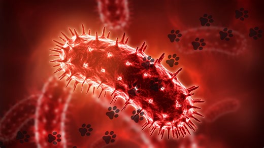 Dog daycare says dog with rabies visited Chicago facility; 1st local case in decades