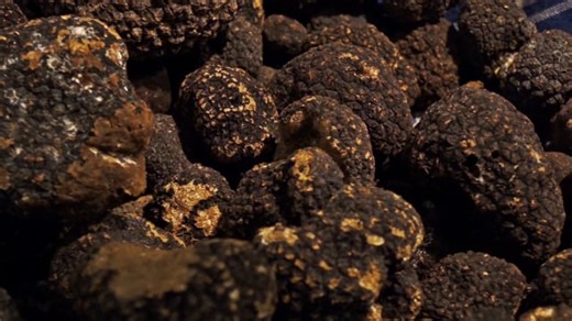 Vídeo grátis - Trufas Negras, Langhe, Dawn, Outono