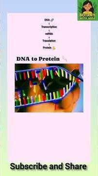 DNA to Protein | Transcription & Translation Explained 🌱🧬