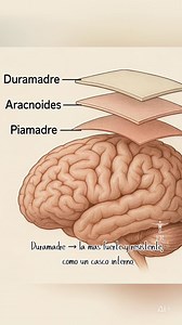 🧠🛡️ Las 3 capas del cerebro (meninges) En medicina, el cerebro está protegido por tres capas: duramadre (externa y resistente), aracnoides (intermedia, amortigua) y piamadre (interna, muy vascularizada). Juntas protegen, nutren y mantienen el equilibrio del sistema nervioso central. Educar es salvar vidas. Comparte este mensaje. #CuerpoHumano #Anatomía #SistemaNervioso #SaludCerebral #EducaciónMédica | ᴹᵉᵈⁱᶜⁱⁿᵃ ᴱⁿ ᴱˢᵖᵃⁿ̃ᵒˡ