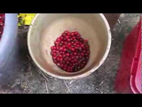 Growing native Hawthorn from seed - part 1 Autumn 2013