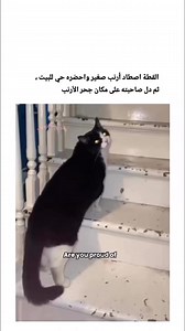 1M views · 10K reactions | #cute #birds #comedy #beautiful #animals #pets #قطط #مضحك #حيوانات #جميل #cats #ducks #cute #lizards #funny #squirrel #سنجاب #lion #اسد#babies | Random thoughts | Facebook