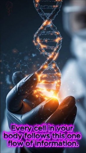 DNA Central Dogma: How Genetic Information Becomes Protein
