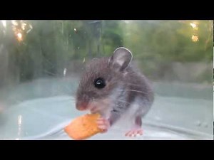 Adorable mouse eating cracker